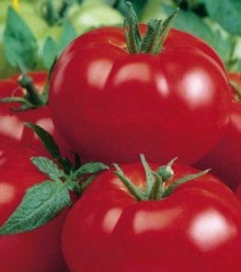Томат Садик F1 - ООО «Семена Тут»