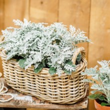 img-1: Цинерария Квиксильвер [10000 шт] - ООО «Семена Тут»