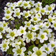 Камнеломка арендса Хайлендер Вайт [1000 драже] - ООО «Семена Тут»