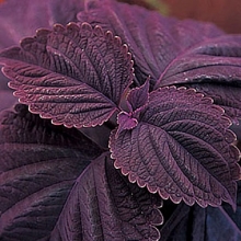 Колеус Джиант Эксибишен Палисандра [1000 шт] - ООО «Семена Тут»