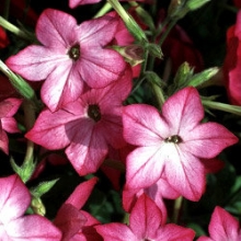 Табак Сандер Авалон Пинк Пикоти [1100 драже] - ООО «Семена Тут»