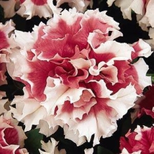 Петуния махровая Пируэтт Ред [500 драже] - ООО «Семена Тут»