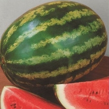 Арбуз АУ Продюсер ПВП - ООО «Семена Тут»