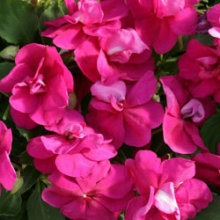 Бальзамин махровый Афина Брайт Парпл [1000 шт] - ООО «Семена Тут»