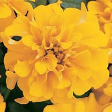 Бархатцы отклоненные Бонанза Голд [100 шт] - ООО «Семена Тут»