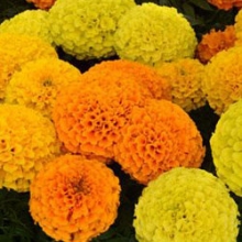 Бархатцы прямостоячие Тайшан Микс [20 шт] - ООО «Семена Тут»