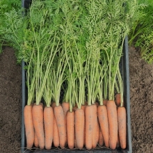 Морковь Неликс F1 - ООО «Семена Тут»