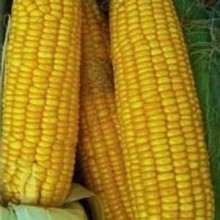 Кукуруза Лакомка 121 - ООО «Семена Тут»