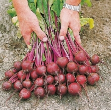 Свекла Экшен F1 - ООО «Семена Тут»