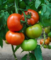 Томат Ралли F1 - ООО «Семена Тут»