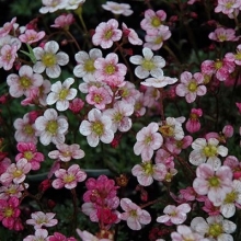 Камнеломка арендса Хайлендер Роуз Шейдес [1000 драже] - ООО «Семена Тут»