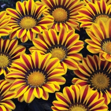 img-1: Газания Кисс Еллоу Флейм [1000 шт] - ООО «Семена Тут»