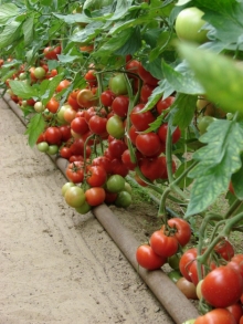 Томат Монсан F1 - ООО «Семена Тут»