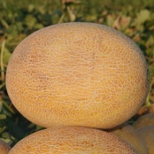 Дыня Карамель F1 - ООО «Семена Тут»