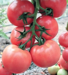 Томат Розарио F1 - ООО «Семена Тут»