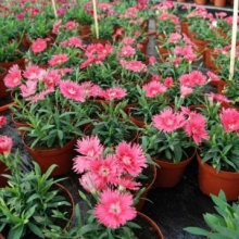 img-1: Гвоздика Супра Салмон [500 шт] - ООО «Семена Тут»