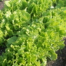 Салат Кучерявец Одесский - ООО «Семена Тут»