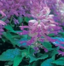 Сальвия Сизлер Лилак Биколор [1000 шт] - ООО «Семена Тут»