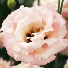 Эустома Корелли 2 Лайт Пинк  [1000 драже] - ООО «Семена Тут»