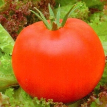 Томат Санька - ООО «Семена Тут»