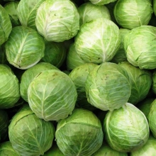 Капуста белокочанная Циркон F1 - ООО «Семена Тут»