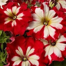 Петуния грандифлора Кан Кан Арлекин Черри Роуз [100 драже] - ООО «Семена Тут»