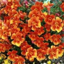 Мимулюс Мэджик Оранж [1000 драже] - ООО «Семена Тут»