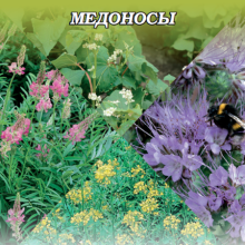 Медоносы - ООО «Семена Тут»
