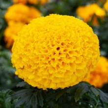 Бархатцы прямостоячие Чирлидер Голд [1000 шт] - ООО «Семена Тут»