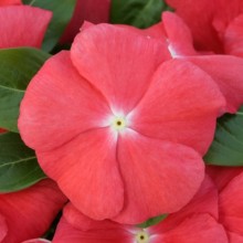 Катарантус Кобра Оранж [100 шт] - ООО «Семена Тут»