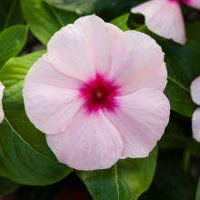 Катарантус Блокбастер Эприкот [100 шт] - ООО «Семена Тут»