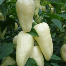 Перец Белозерка (инкруст. семена) - ООО «Семена Тут»