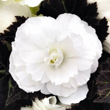 Бегония клубневая Нонстоп Мокка Вайт [500 драже] - ООО «Семена Тут»
