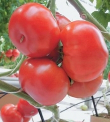 Томат Джедай F1 - ООО «Семена Тут»