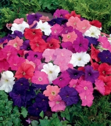 Петуния мультифлора Мамбо Джи Пи Микс [100 драже] - ООО «Семена Тут»