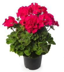 img-1: Пеларгония зональная Пинто Премиум Виолет [1000 шт] - ООО «Семена Тут»