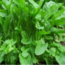 Щавель Бельвильский - ООО «Семена Тут»