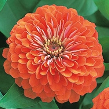 Цинния Дримленд Корал [250 шт] - ООО «Семена Тут»