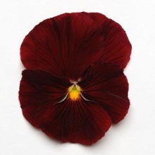 Виола крупноцветковая Матрикс Скарлет [1000 шт] - ООО «Семена Тут»