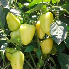 Перец Селигер F1 - ООО «Семена Тут»