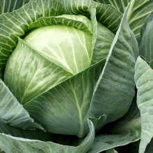 Капуста белокочанная Универс F1 - ООО «Семена Тут»