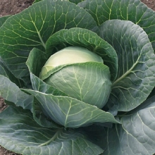 Капуста белокочанная Грепала F1 - ООО «Семена Тут»