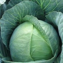 Капуста белокочанная Томас F1 - ООО «Семена Тут»