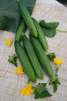 img-1: Огурец Форвард F1 - ООО «Семена Тут»