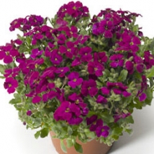 Аубреция гибридная Одри Ред [100 шт] - ООО «Семена Тут»