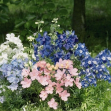 Дельфиниум Саммер Колорс [1000 шт] - ООО «Семена Тут»