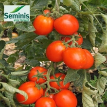 Томат Дуэл Плюс F1 - ООО «Семена Тут»