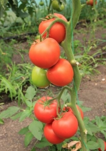 img-1: Томат Белфаст F1 - ООО «Семена Тут»