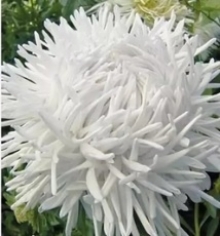 Астра коготковая Белая - ООО «Семена Тут»