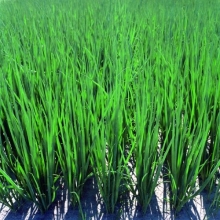 Лук шнитт Карат - ООО «Семена Тут»